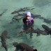 Sumatera Utara, : karimun jawa berenang dengan hiu