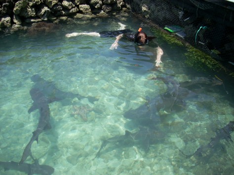 penangkaran hiu karimun jawa - Karimun Jawa : Surga Dunia di Karimun Jawa