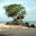 Bali, : pantai-batu-berdaun-pohon-tumbuh di atas batu
