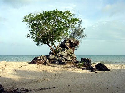 Bangka , Pantai Batu Bedaun di Kepulauan Bangka : Pantai Batu Berdaun Pohon Tumbuh Di Atas Batu