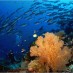 Sulawesi Barat, : bawah-laut-raja-ampat