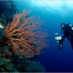 Jawa Timur, : diving-di-raja-ampat