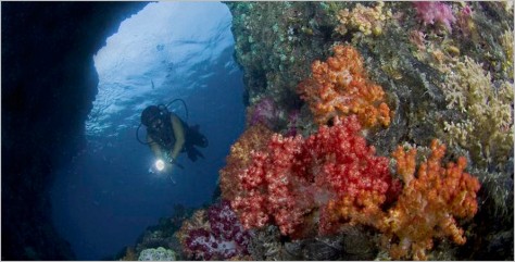 Raja Ampat , Kepulauan Raja Ampat Papua – Surga di Indonesia : diving-raja-ampat