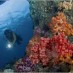 Sulawesi Utara, : diving-raja-ampat