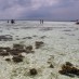 Papua, : Karimunjawa beach