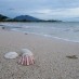 Sulawesi, : pantai-merak-belantung-kalianda-lampung