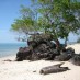 Pulau Cubadak, : salah satu contoh batu bedaun