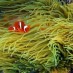 Bali, : Nemo di anggasana