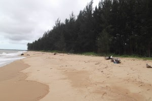 Pantai Selimpai - Kalimantan Barat : Pantai Selimpai Paloh – Kalimantan Barat