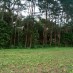 Sulawesi Barat, : hutan cemara di ambalat
