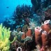 Papua, : indahnya terumbu karang di pantai lakban