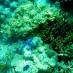 Sulawesi Barat, : karang di anggasana