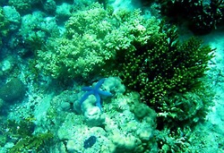 karang di anggasana - Kalimantan Selatan : Pantai Angsana, Tanah Bumbu – Kalimntan Selatan