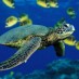 Maluku, : kekayaan Alam bawah laut di Pantai Likupang Sulawesi Utara
