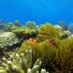 Sulawesi Tenggara, : pemandangan bawah laut anggasana