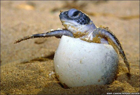Kalimantan Barat , Pantai Kura – kura, bengkayang – Kalimantan Barat : penyu di pantai kura - kura