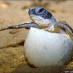 Kalimantan Selatan, : penyu di pantai kura - kura