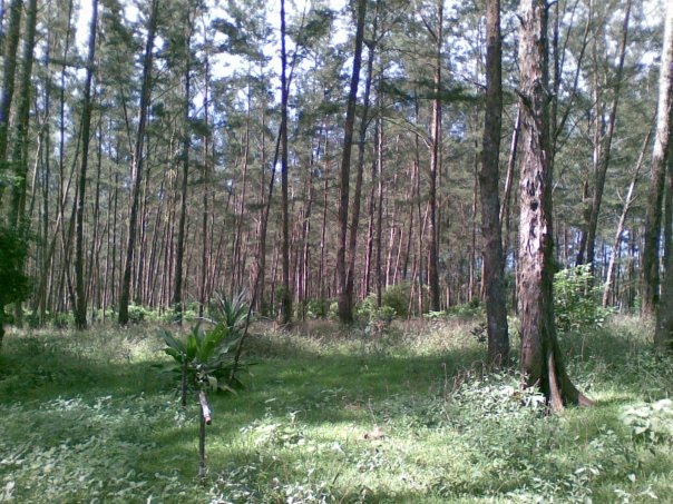 Kalimantan Barat , Pantai Selimpai Paloh – Kalimantan Barat : Pohon Pohon Pinus Di Sisi Pantai Selimpai Paloh