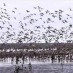Pulau Cubadak, : sekelompok burung di pantai baurung