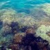 Papua, : terumbu karang di pulau weigo