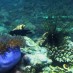 Mentawai, : Keindahan Bawah Laut Di  Pantai Namalutu