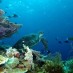 Lombok, : Keindahan Bawah Laut Pantai Nirwana