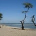 Sulawesi Utara, : Pepohonan penahan erosi alami pantai malikin