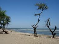 Nusa Tenggara , Pantai Manikin, Kupang – Nusa Tenggara Timur : Pepohonan Penahan Erosi Alami Pantai Malikin