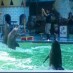 Nusa Tenggara, : atraksi lumba - lumba
