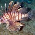 Papua, : ikan lepu