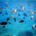 Maluku, : kehidupan bawah laut pantai candi dasa
