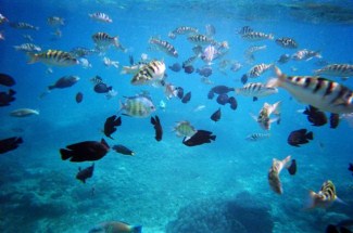 kehidupan bawah laut pantai candi dasa - Bali : Pantai Candidasa, Karangasem – Bali