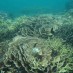 Maluku, : kekayaan alam bawah laut  pantai pasir putih Situbondo