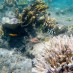 Sulawesi Tengah, : kekayaan bawah laut Pantai Poto Tano