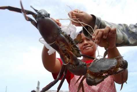 BATAM, 6/7, KEPITING. Seorang perempuan warga Tanjungriau, Kota Batam, Senin (6/7) memperlihatkan kepiting besar hasil tangkapan suaminya yang mencari nafkah sebagai nelayan. Dua ekor kepiting hidup itu ia jual Rp45 ribu kepada pembeli di tempat. - Lombok : Pantai Bangko, Lombok – NTB