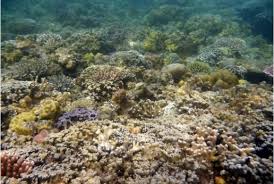 pemandangan bawah laut pantai kencana - Bali & NTB : Pantai Pasir Kencana, Sumbawa – NTB