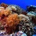 Maluku, : terumbu Karang yang Indah di pantai Baloiya