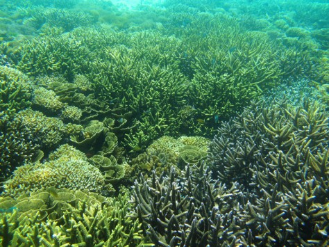 Biota laut di gili kapal - Bali & NTB : Gili Kapal, Lombok – NTB