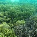 Sulawesi Tengah, : Biota laut di gili kapal