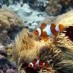 Bengkulu, : Kehidupan Bawah Laut Di Gili Kondo