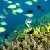 Bengkulu, : Keindahan Bawah Laut Di Gili Kondo