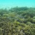 Bengkulu, : Kekayaan Bawah Laut Di Gili Kapal