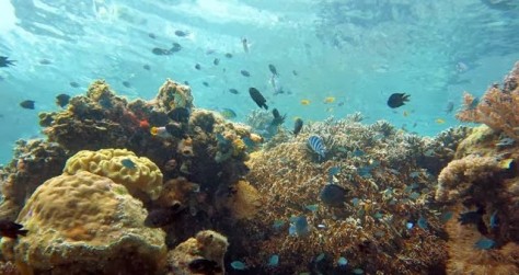 Pesona Kehidupan bawah laut di Pianemo - Papua : Kepulauan Pianemo ( kepulauan Fam ),  Raja Ampat – Papua