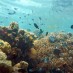 Sumatera Utara, : Pesona Kehidupan bawah laut di Pianemo