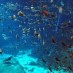 Papua, : Sea world Indonesia