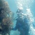 Jawa Barat, : Snorkling dan Diving di Ciharashas, Pulau Panaitan