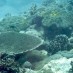 Bangka, : Snorkling dan diving di Cihandarusa, Pulau Peucang