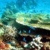Belitong, : Taman laut di gili bedil