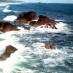 Mentawai, : batuan karang yang menghiasi pantai karang tawulan