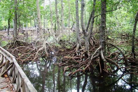 Bali & NTB , Gili Sulat, Lombok – NTB : hutan mangrove di gili sulat
